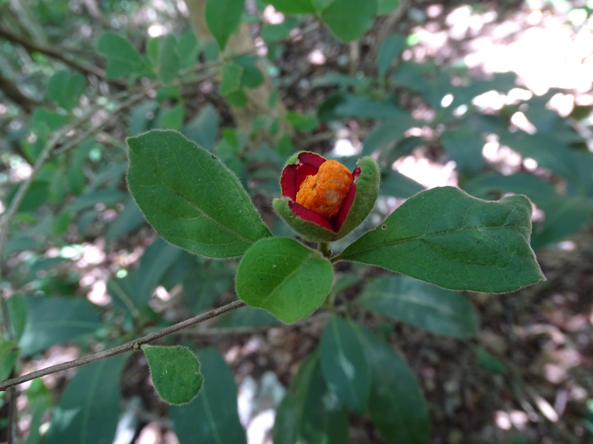 Samyda yucatanensis